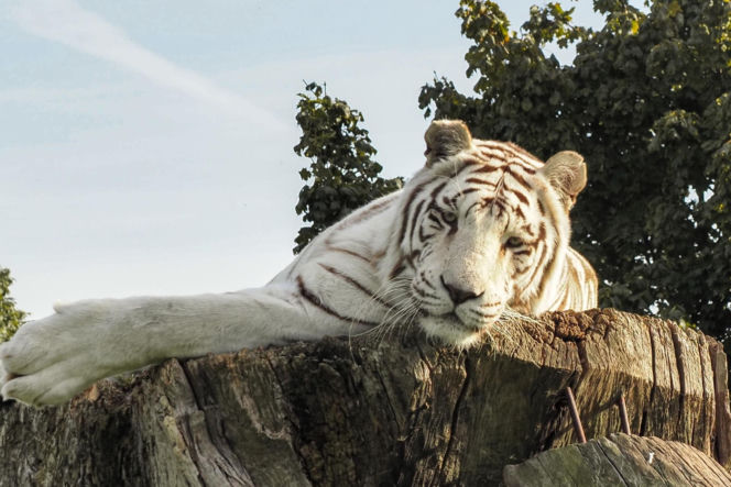 Najlepsze ogrody zoologiczne w Polsce [ZDJĘCIA]