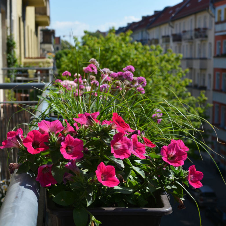 Kwiaty na balkon południowy