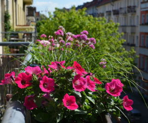 Kwiaty na balkon południowy zdjęcia