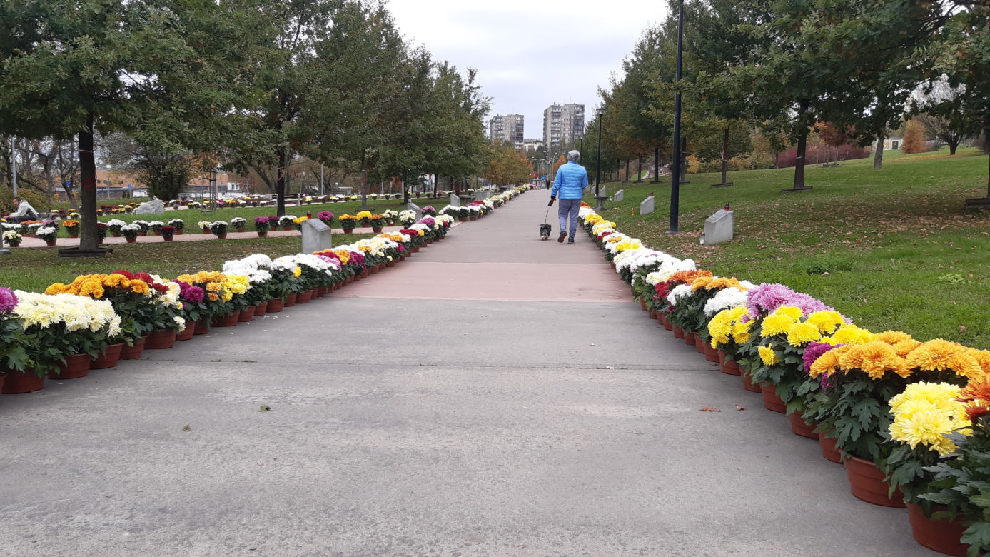 Dwa tysiące chryzantem ozdobiło park w Tarnowie
