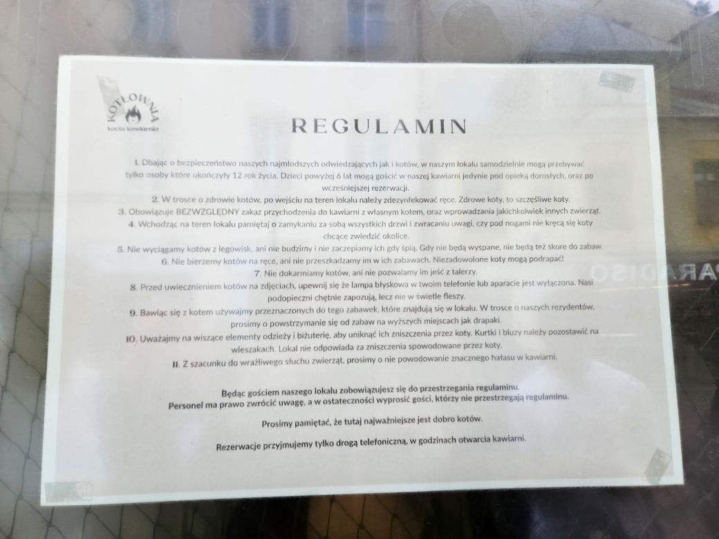 Pierwsza w Rzeszowie kocia kawiarnia już działa! Poznajcie kociaki z Kotłowni
