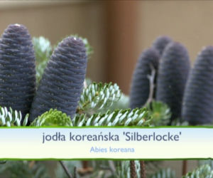 Jesień w ogrodzie: jakie rośliny upiększą nasz ogród jesienią?