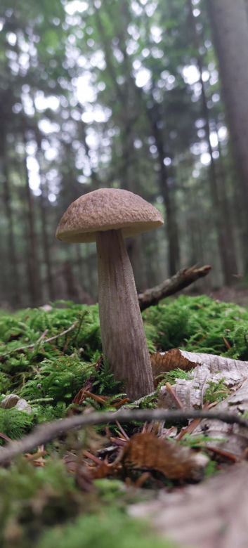 Wysyp grzybów w woj. lubelskim 