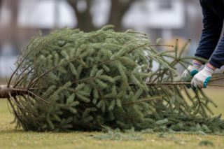 Choinka po świętach. Gdzie prawidłowo ją zutylizować?