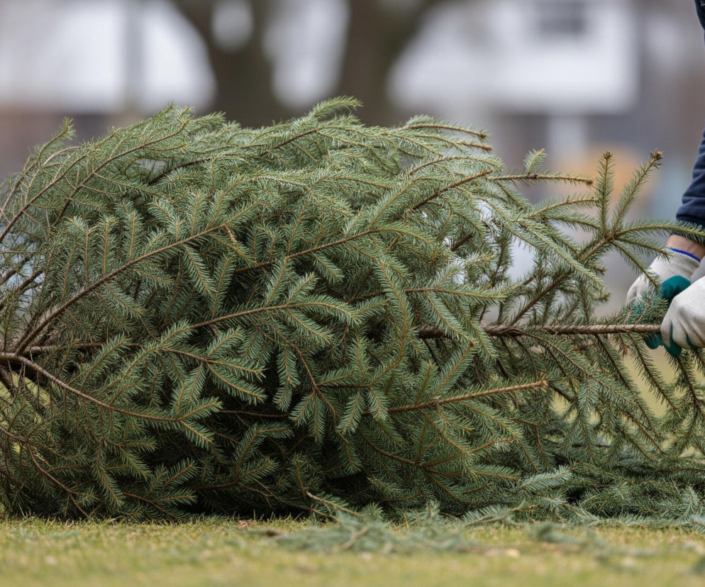 Duża, ścięta jodła leży na zielonej trawie, skierowana pniem w lewo. Osoba w granatowej bluzie i czarnych spodniach, ubrana w biało-turkusowe rękawice, przytrzymuje górną część drzewa. Gałęzie iglaka są intensywnie zielone, a tło jest rozmyte, ukazując drzewa i budynki.