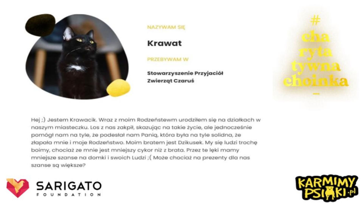 Charytatywna Choinka dla bezdomnych psów i kotów. Każdy może pomóc!