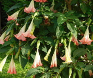 Datura