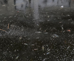 Rybi dramat w Białymstoku. Tysiące martwych ryb pod lodem