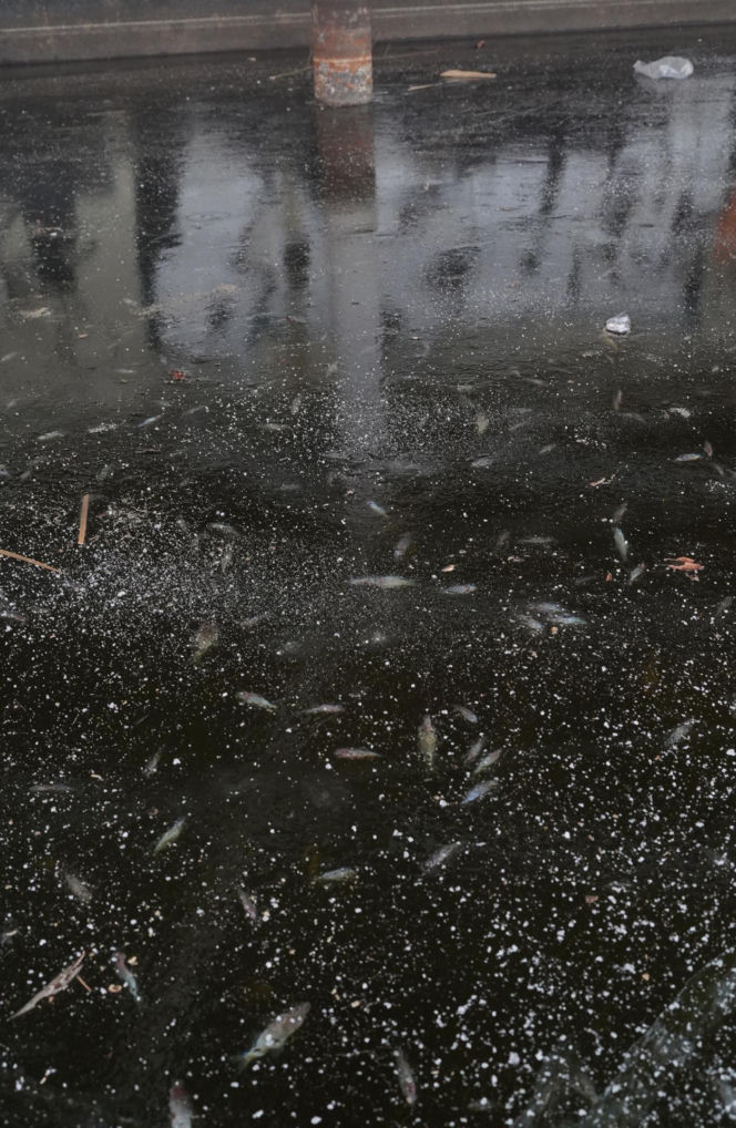 Rybi dramat w Białymstoku. Tysiące martwych ryb pod lodem