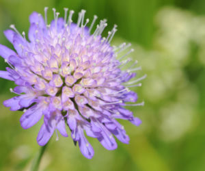 Driakiew purpurowa