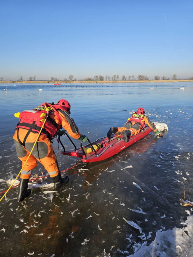 50 martwych łabędzi w Jutrosinie. Dlaczego padły?