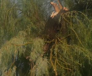Krajobraz jak po apokalipsie! Potężna burza w Dęblinie. Drzewa miażdżyły samochody
