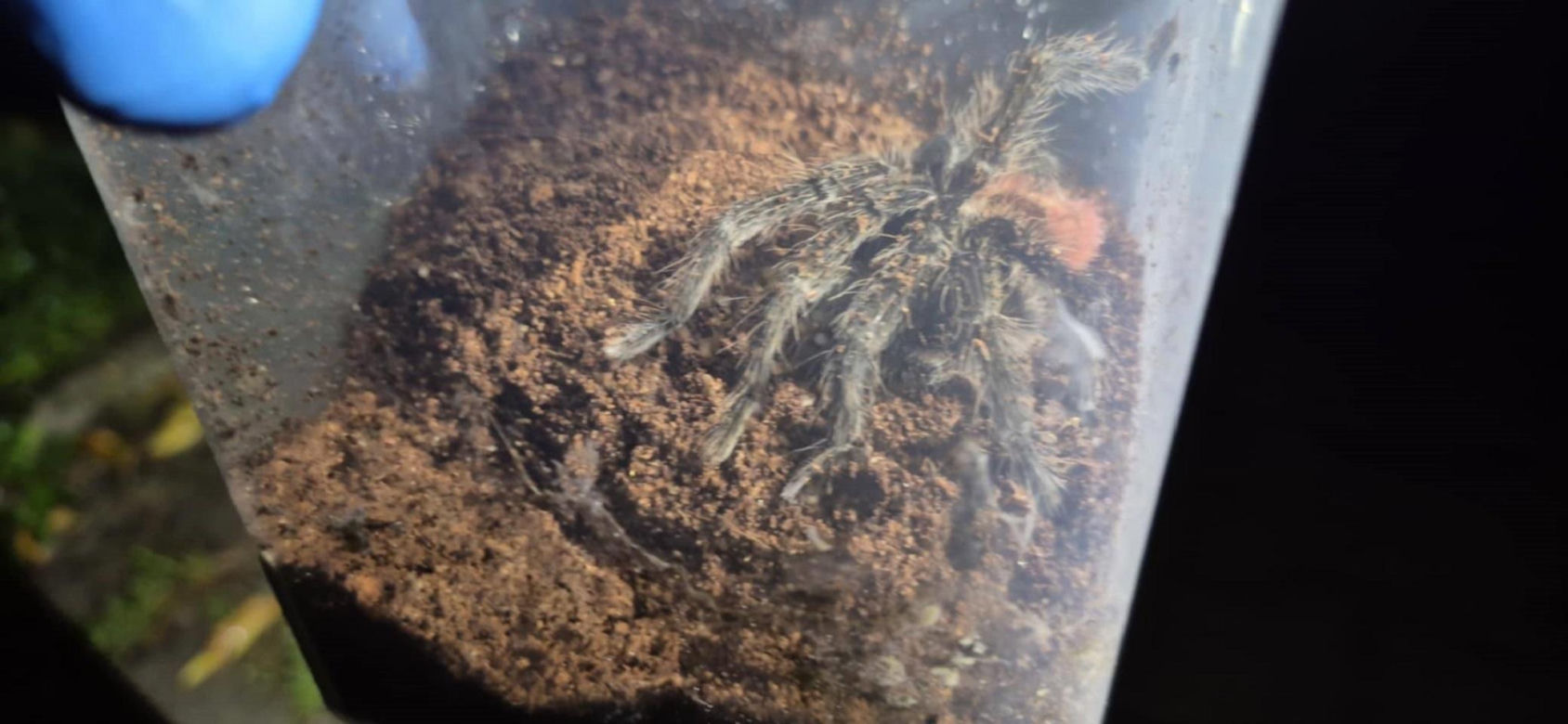 Otworzył kosz na śmieci i zamarł! Odkrycie jak z horroru w Krakowie