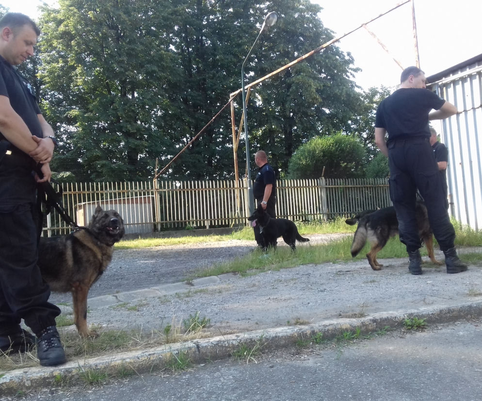 Kraków: Czworonożni policjanci walczą o tytuł najlepszego