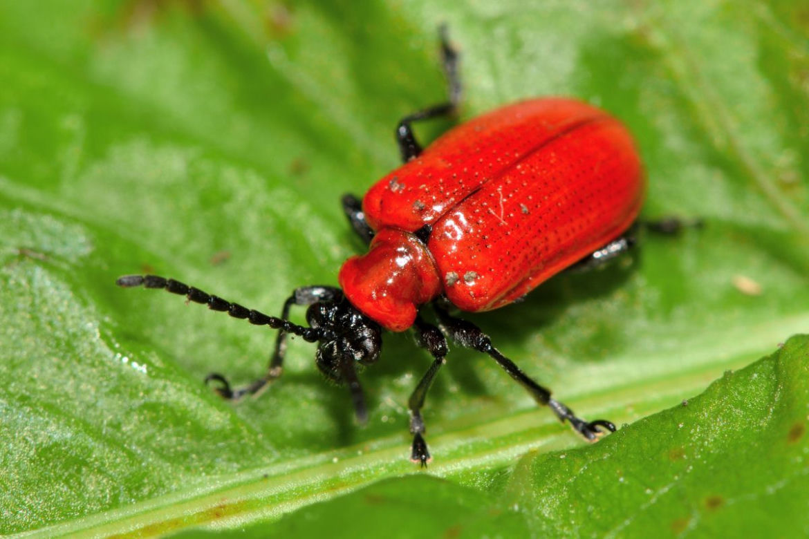 Poskrzypka liliowa