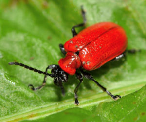 Poskrzypka liliowa