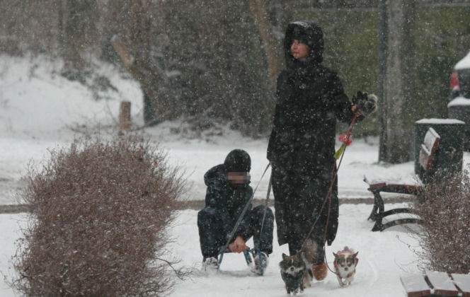 Marta Kaczyńska z synem i psami na sankach w lesie
