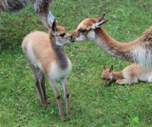 Te maluchy przyszły na świat w warszawskim ZOO w 2025 roku