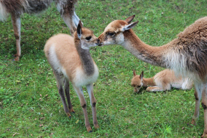 Wikunie Rózia i Raya