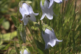 Dzwonek brodaty - Campanula barbata