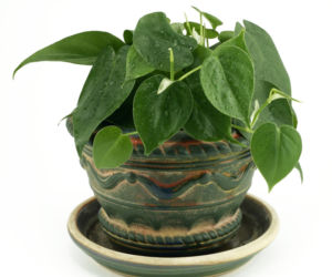 Filodendron pnący