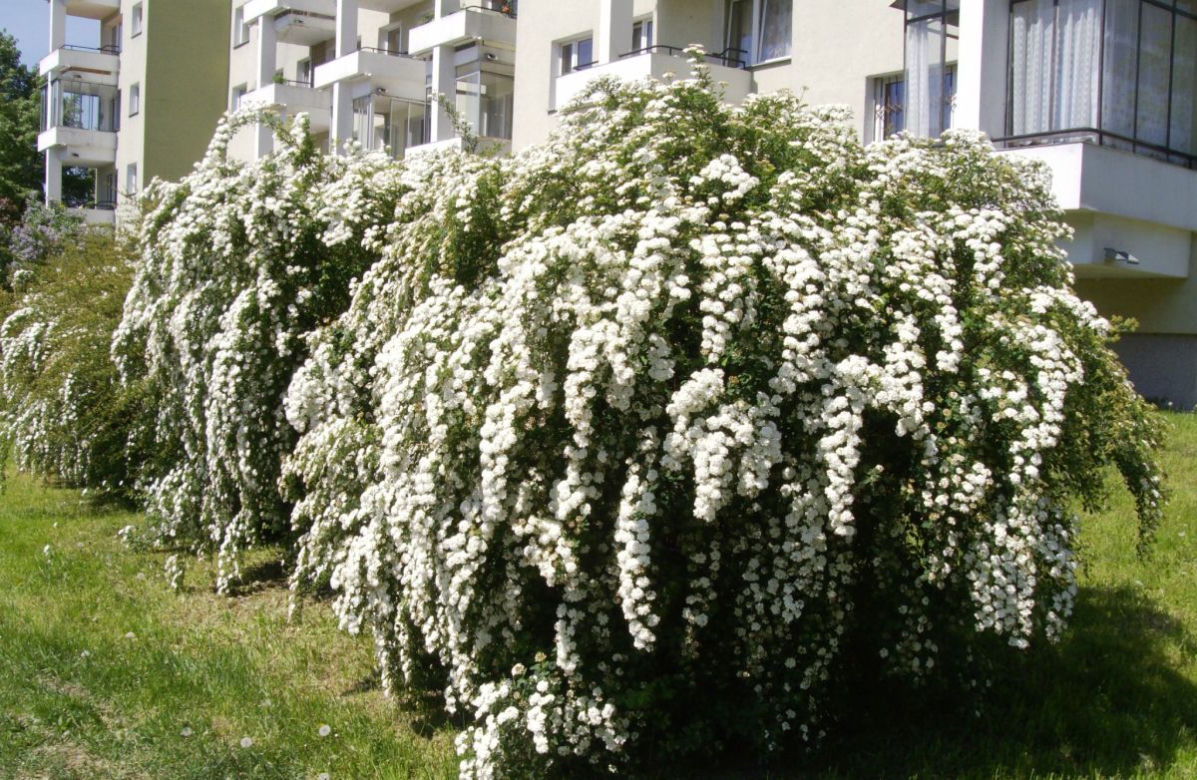 Tawuła van Houtte'a