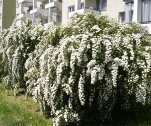 Tawuła van Houtte'a