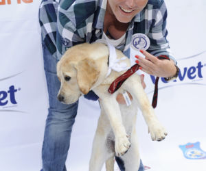 akpa20120826_parada_labradorow_mp_1055