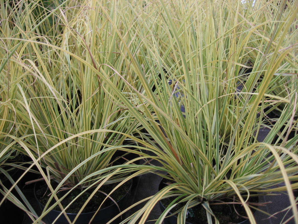 Kortaderia pampasowa 'Splendid Star' 