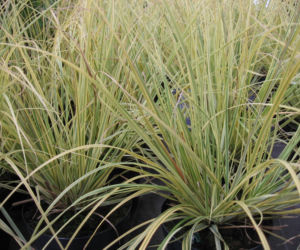 Kortaderia pampasowa 'Splendid Star' 