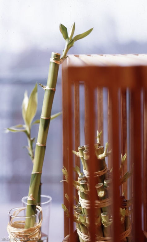Dracena Lucky Bamboo