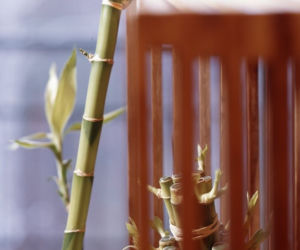 Dracena Lucky Bamboo