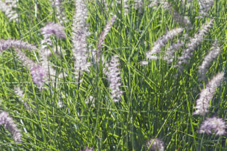 Rozplenica wschodnia  - Pennisetum orientale
