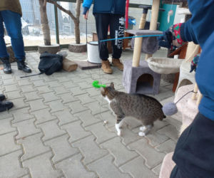 Mruczki w roli głównej. Dzień Kota w schronisku dla bezdomnych zwierząt w Henrykowie