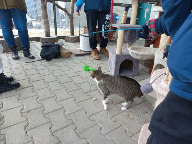 Mruczki w roli głównej. Dzień Kota w schronisku dla bezdomnych zwierząt w Henrykowie