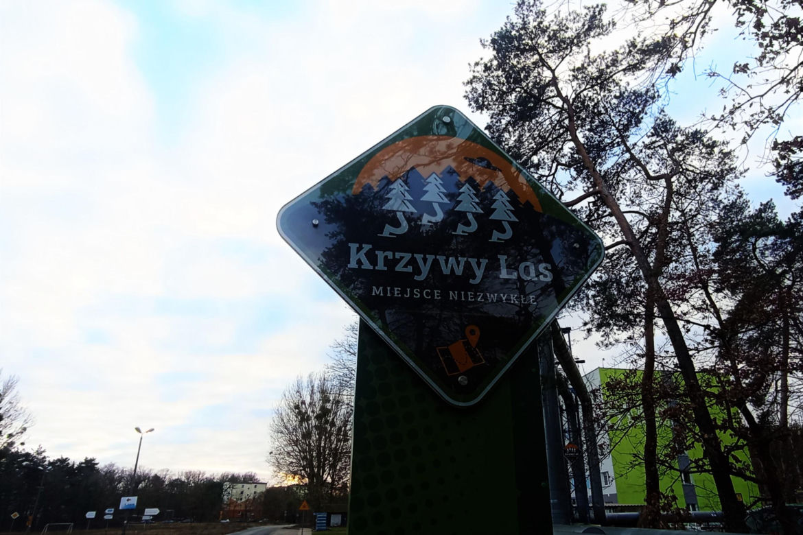 Krzywy Las pod Gryfinem