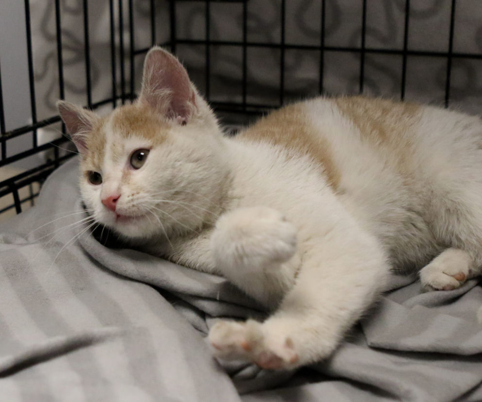 Kot do adopcji - Kot numer 1