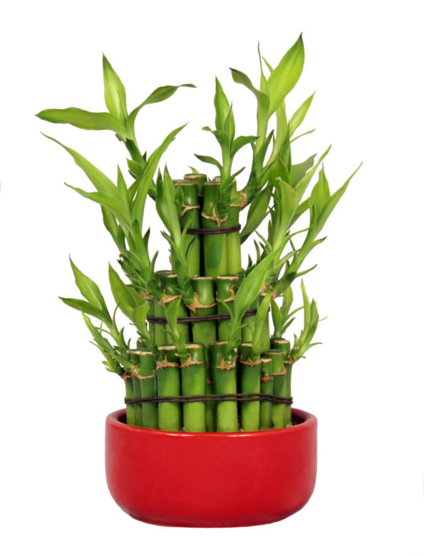Dracena Lucky Bamboo