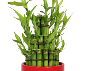 Dracena Lucky Bamboo
