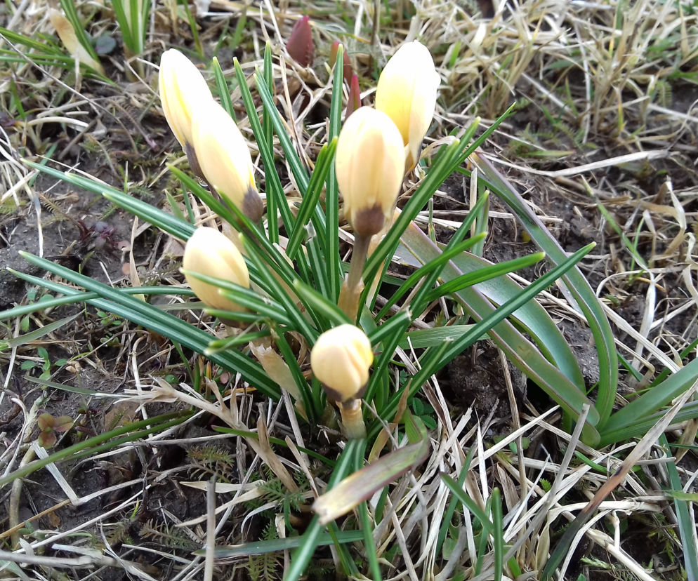 Przedwiośnie w Ogrodzie Botanicznym w Kielcach