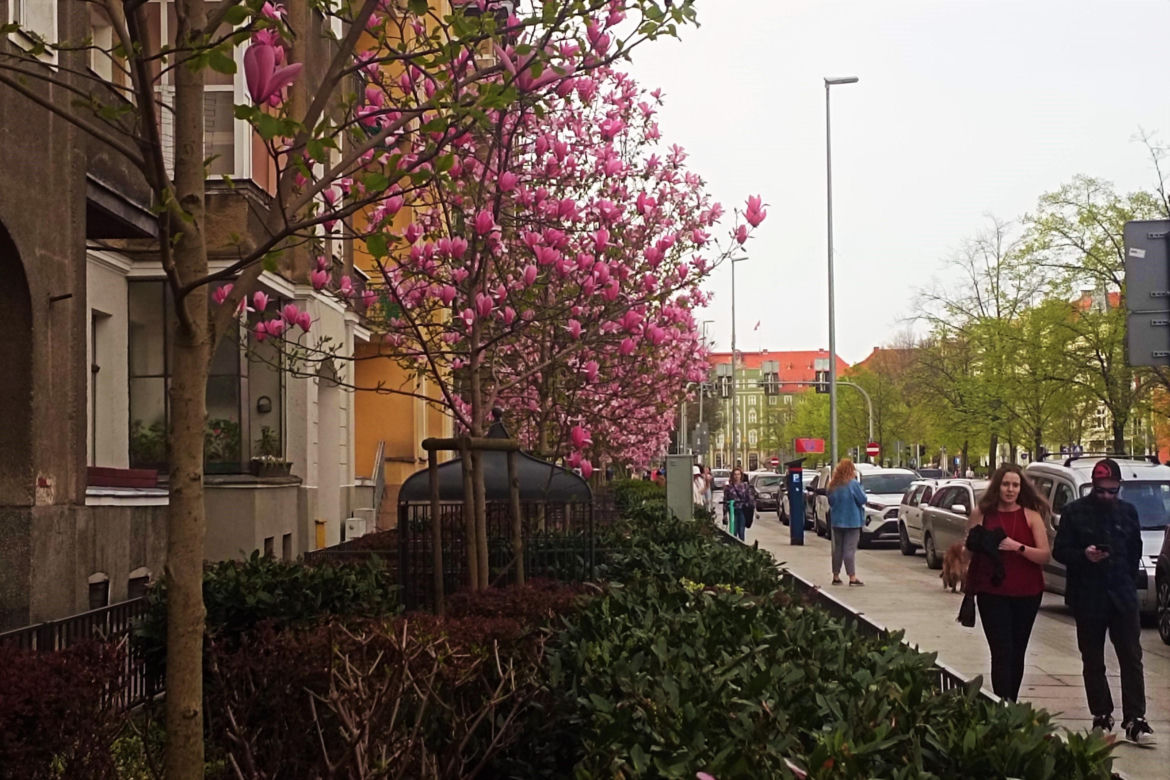 Magnolie w Szczecinie