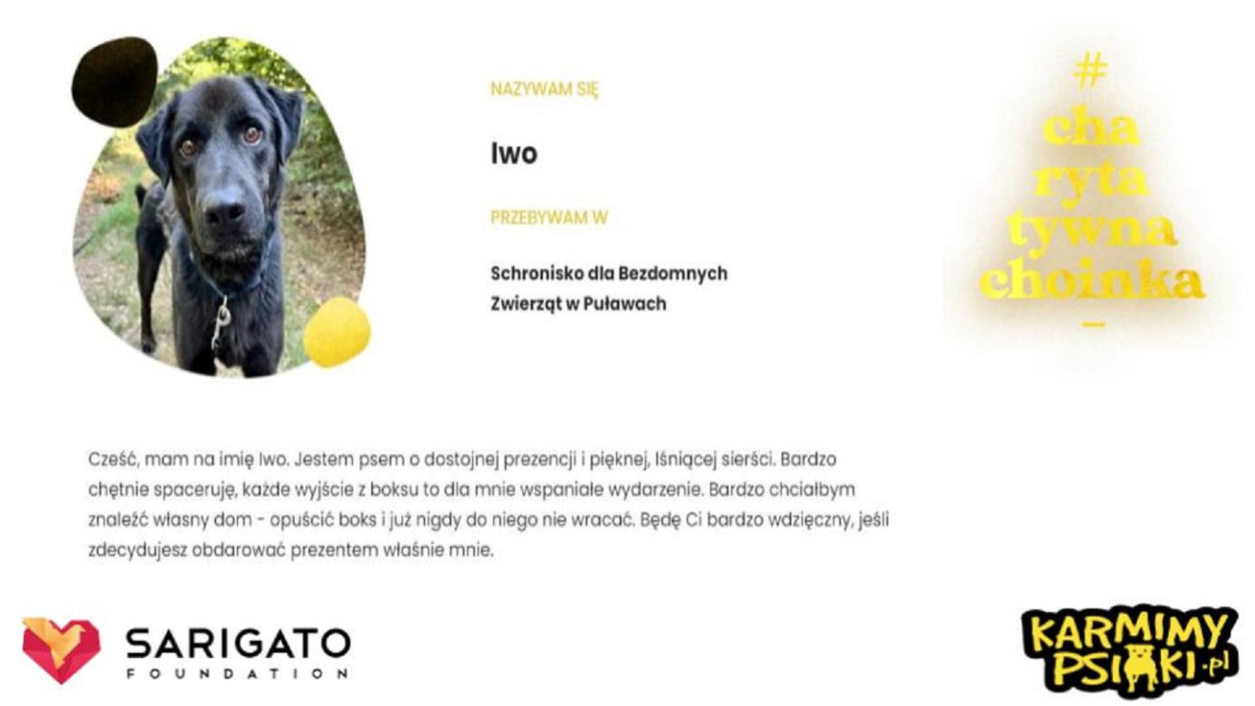Charytatywna Choinka dla bezdomnych psów i kotów. Każdy może pomóc!
