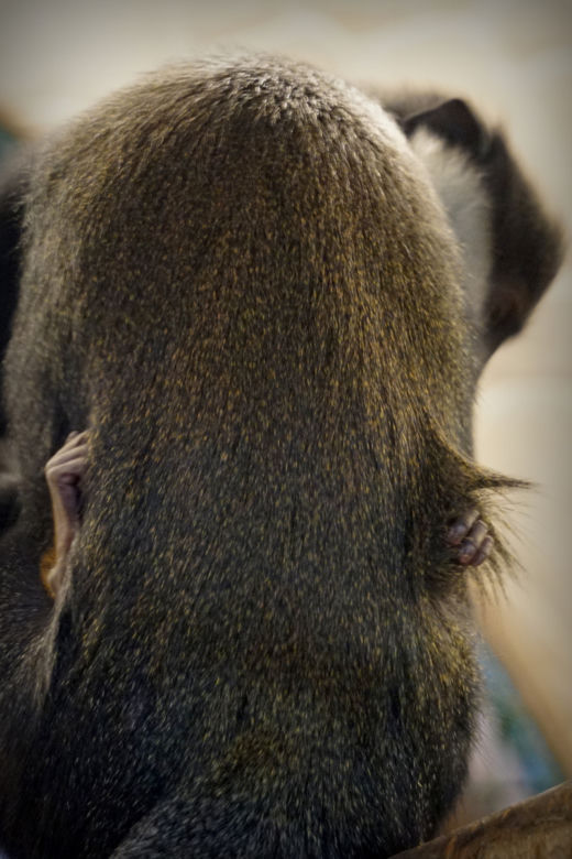 Afrykańska małpa, która lubi śnieg, przyszła na świat w zoo we Wrocławiu