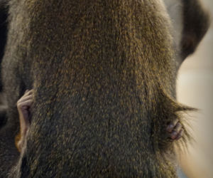 Afrykańska małpa, która lubi śnieg, przyszła na świat w zoo we Wrocławiu