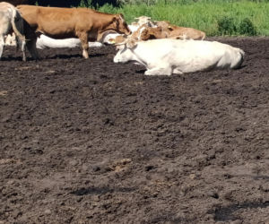 Byk rozpruł szyję Bogdanowi! Mały kundelek znalazł swojego pana