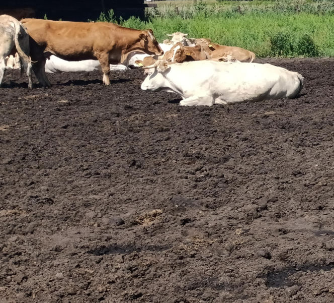 Byk rozpruł szyję Bogdanowi! Mały kundelek znalazł swojego pana