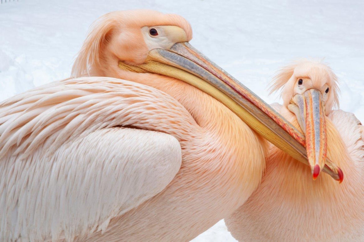 "My się śniegu nie boimy!". Zima zawitała do krakowskiego ZOO
