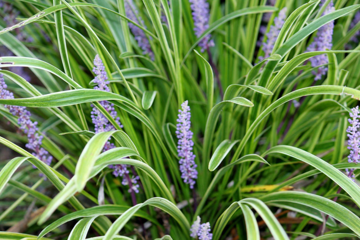 Liriope szafirkowata