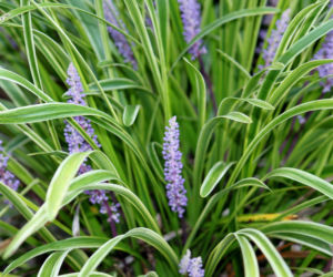 Liriope szafirkowata – jesienna bylina do cienia