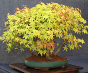 Drzewka bonsai: skąd wziąć rośliny do formowania bonsai